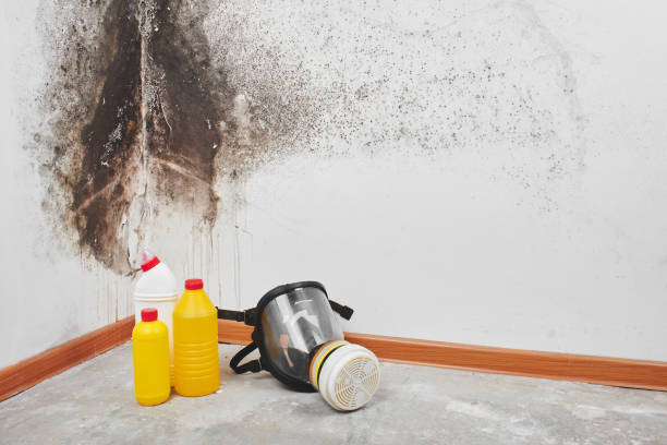 Best Emergency Mold Remediation in South Holland, IL