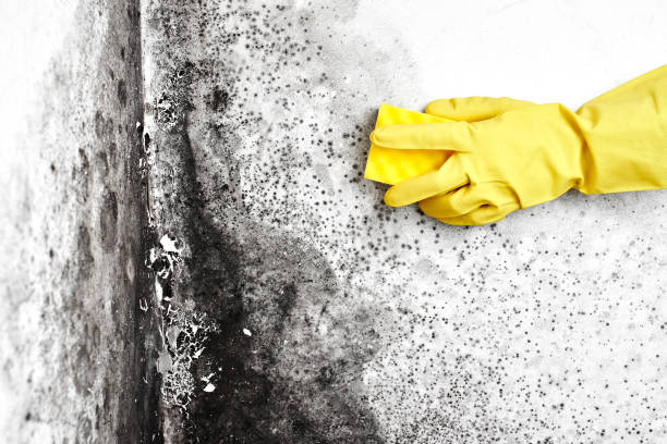 Best Bathroom Mold Remediation in South Holland, IL