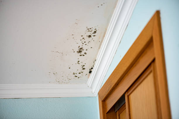Best White Mold Remediation in South Holland, IL
