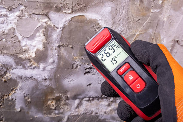 Best Residential Mold Remediation in South Holland, IL