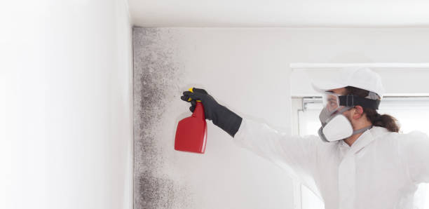 Best Industrial Mold Remediation in South Holland, IL