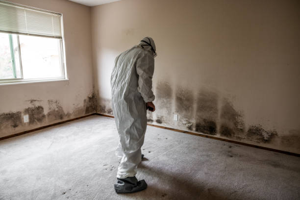 Best Black Mold Remediation in South Holland, IL