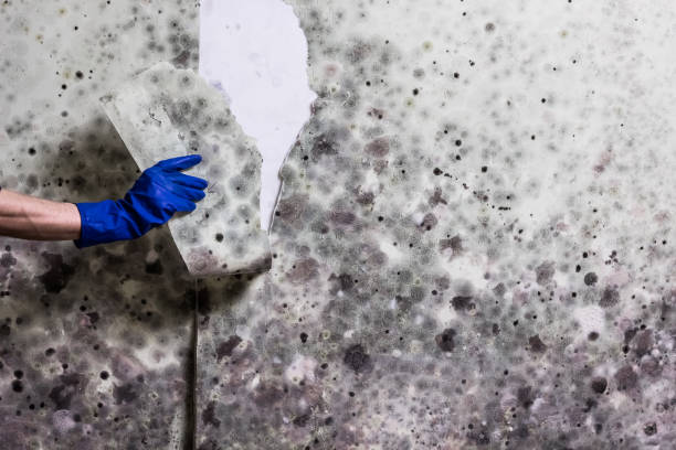 Best Commercial Mold Remediation in South Holland, IL